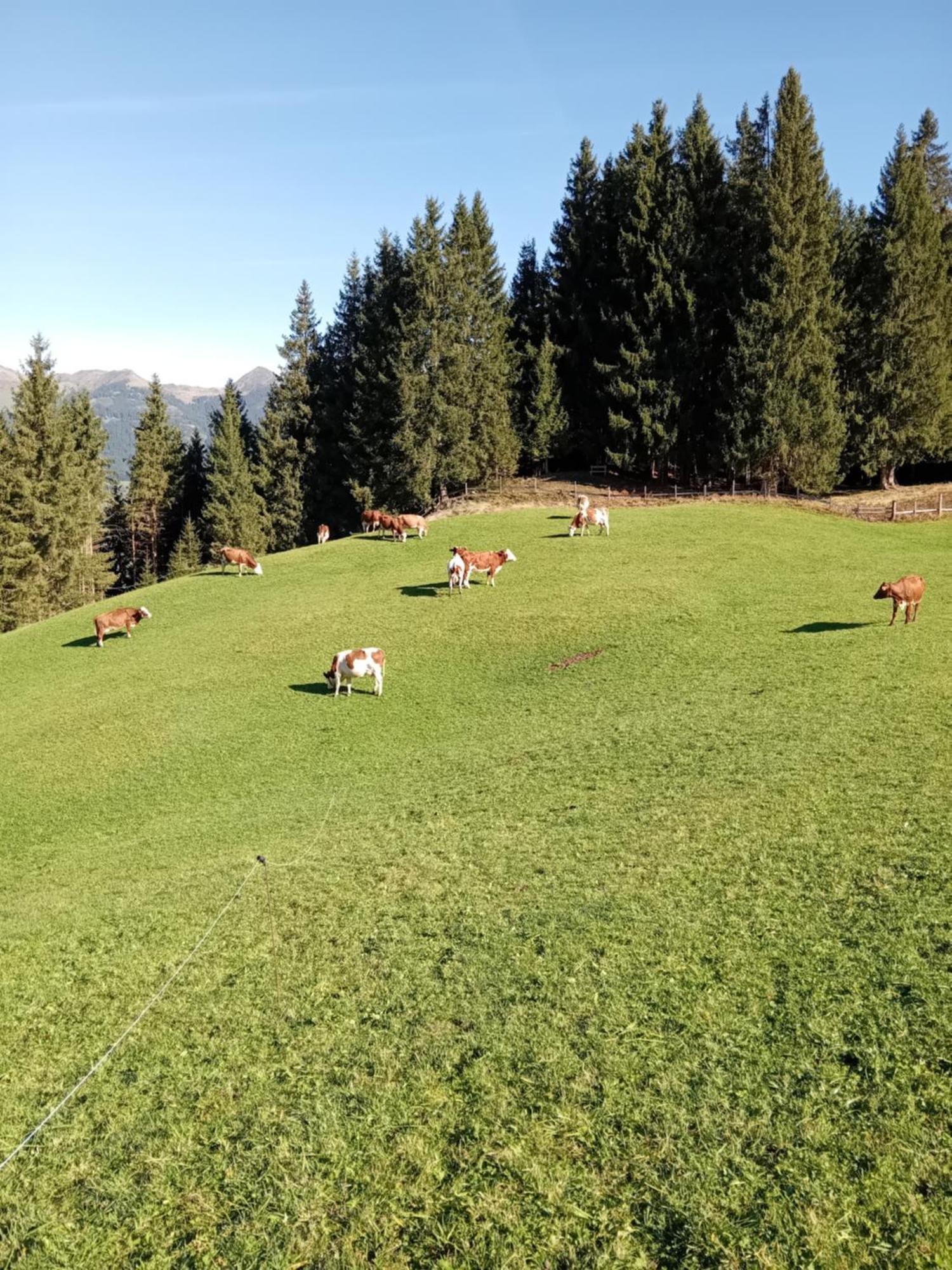 Ferienhaus Hochwimmer Hollersbach im Pinzgau Εξωτερικό φωτογραφία